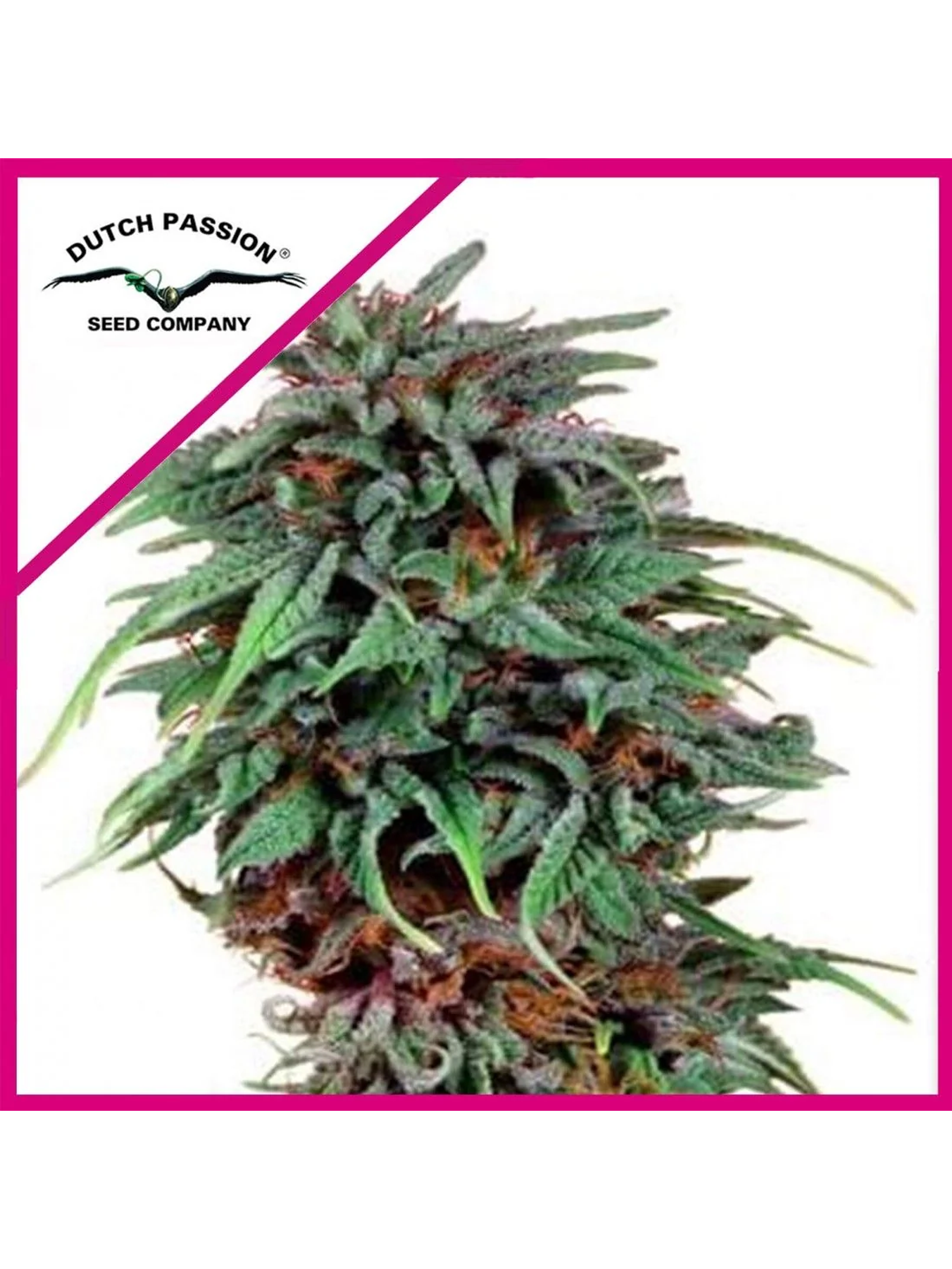 Durban Poison Fem -Dutch Passion (X3/X3+1) 1