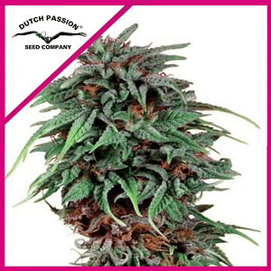 Durban Poison Fem X3-Dutch Passion