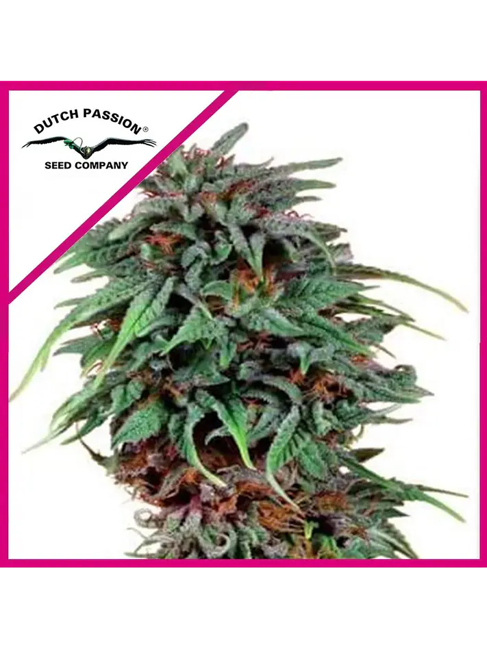 Durban Poison Fem -Dutch Passion X3+1 1