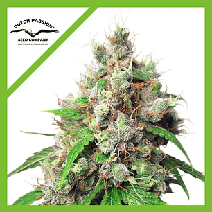 AUTOEUFORIA  AUTO X3-DUTCH PASSION