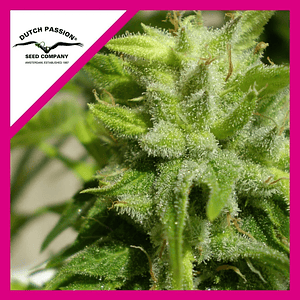 Euforia  Fem X3-Dutch Passion