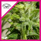Euforia Fem -Dutch Passion X3+1 - Miniatura 1