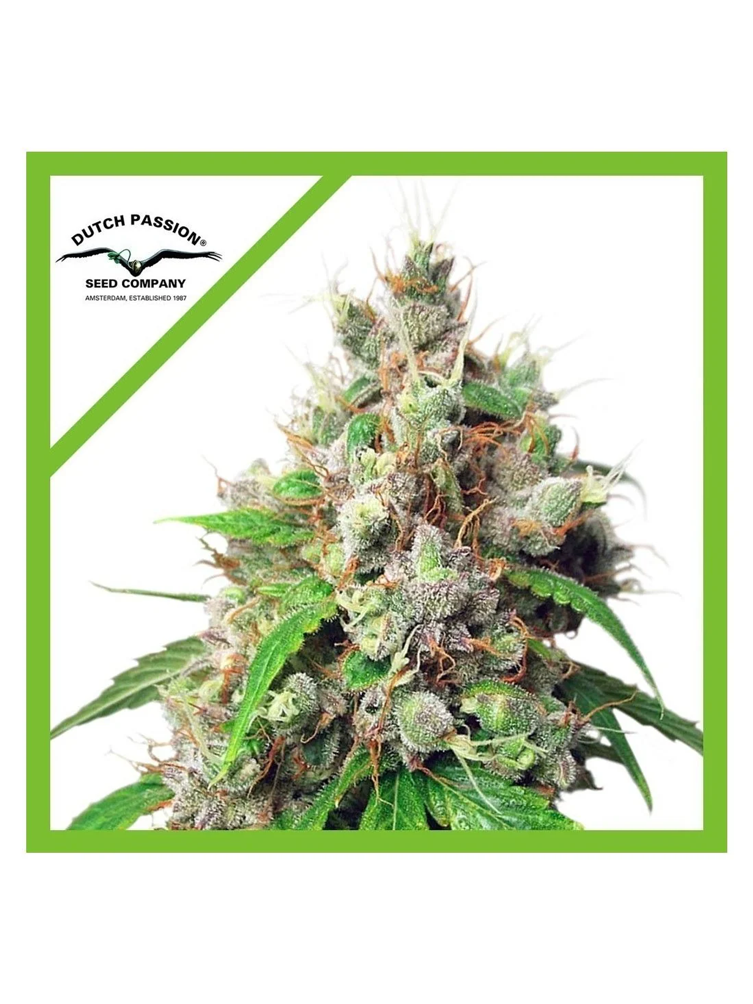 Euforia Auto -Dutch Passion (X7/X3+1) 1