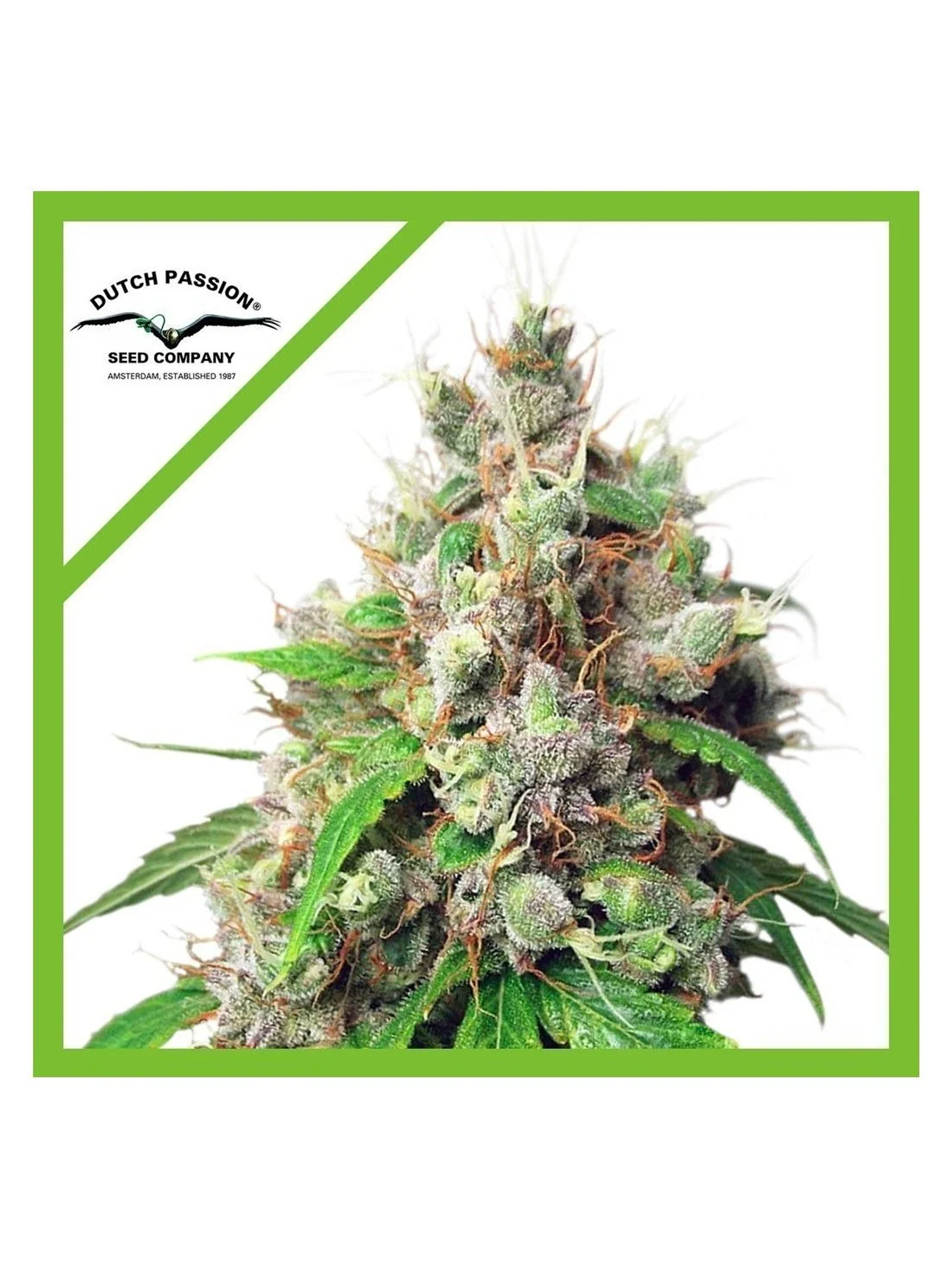 Euforia Auto -Dutch Passion (X7/X3+1) 1