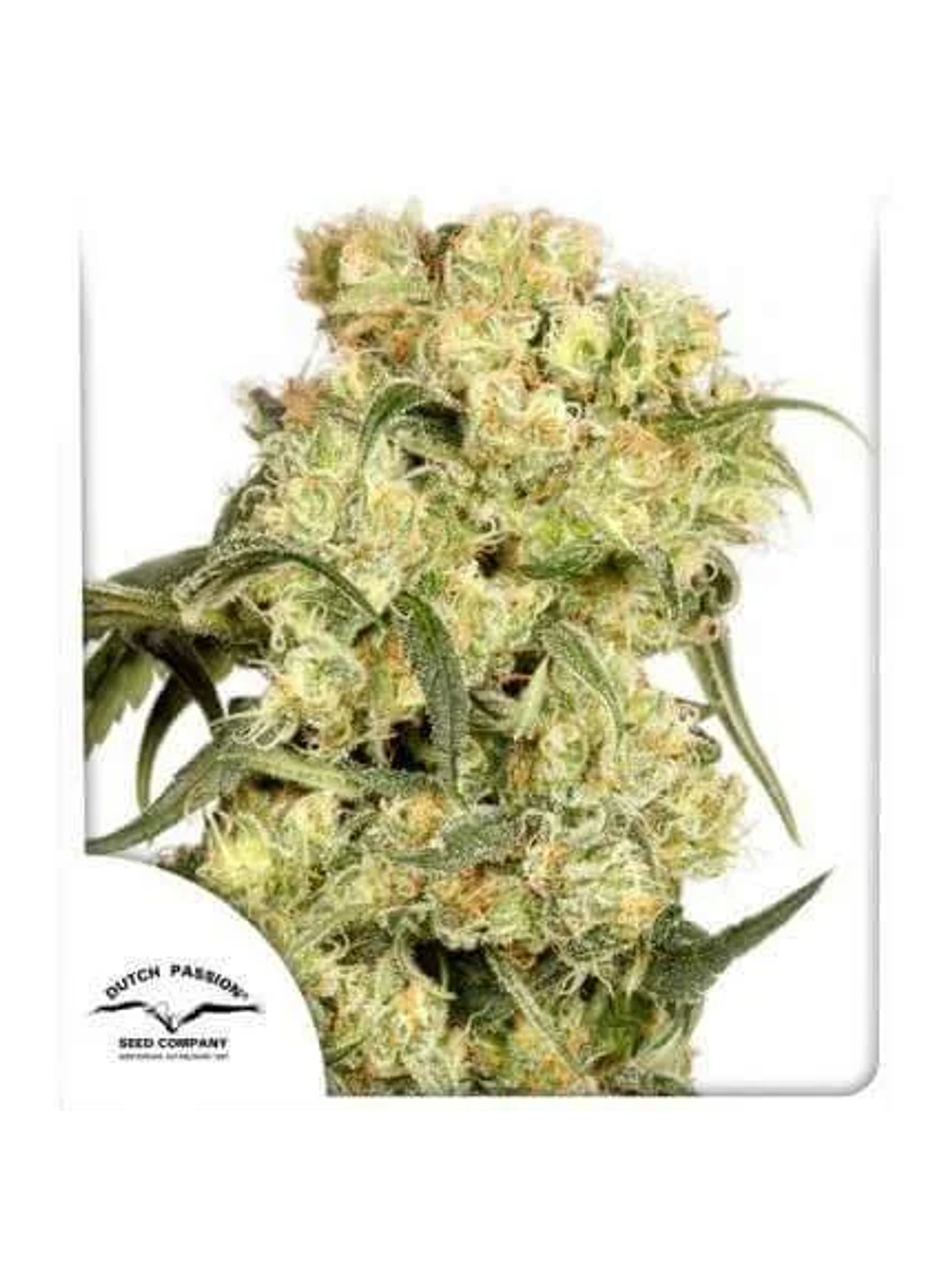 Freddy Best Fem X3-Dutch Passion 1