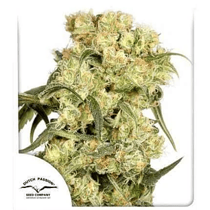 FREDDY BEST FEM X3-DUTCH PASSION