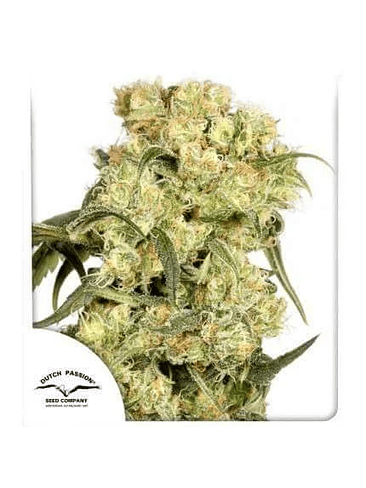 FREDDY BEST FEM X3-DUTCH PASSION 1