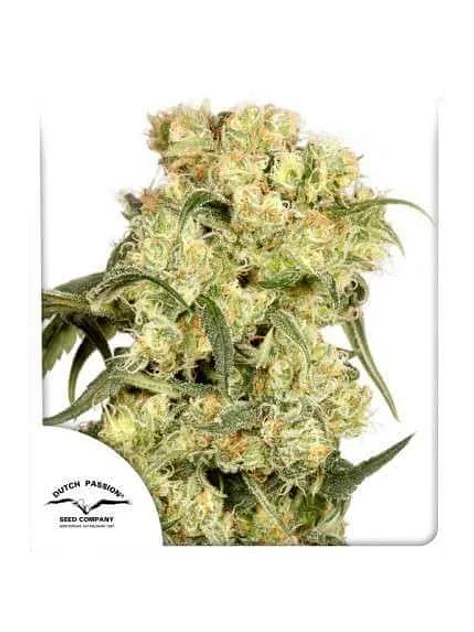 Freddy Best Fem X3-Dutch Passion 1