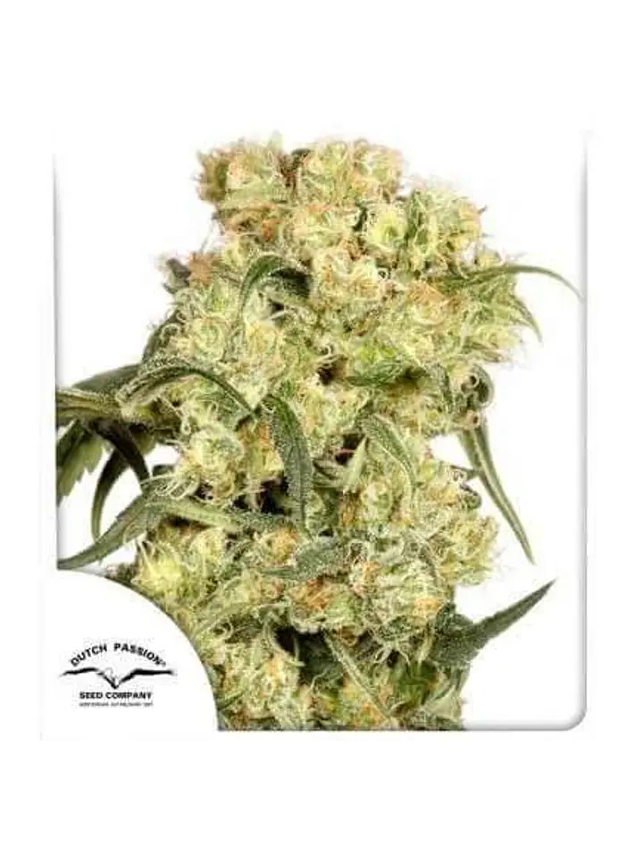 Freddy Best Fem X3-Dutch Passion 1