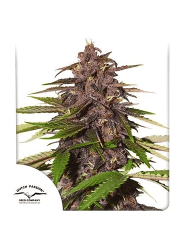 FORBIDDEN CHERRY AUTO X3- DUTCH PASSION 1