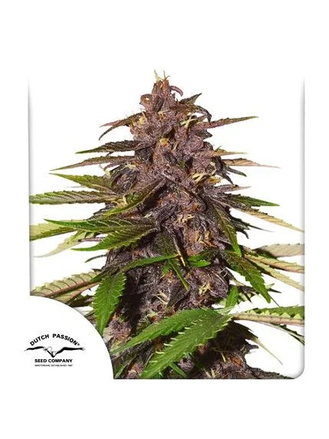 Forbidden Cherry Auto - Dutch Passion X3+1 2
