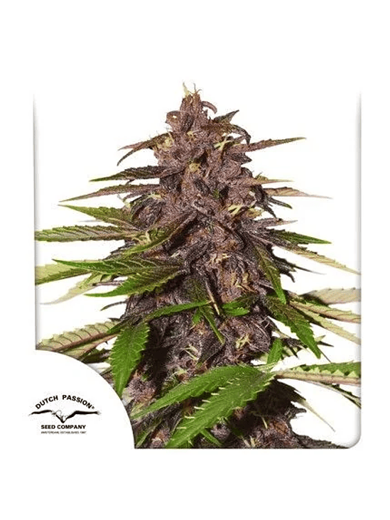 FORBIDDEN CHERRY AUTO X3- DUTCH PASSION 1