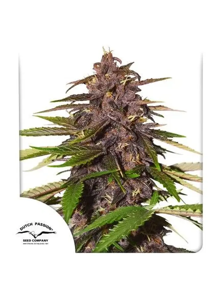 Forbidden Cherry Auto - Dutch Passion X3+1 2