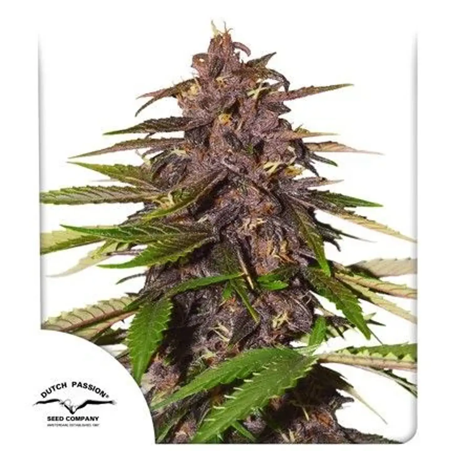 Forbidden Cherry Auto - Dutch Passion X3+1 2