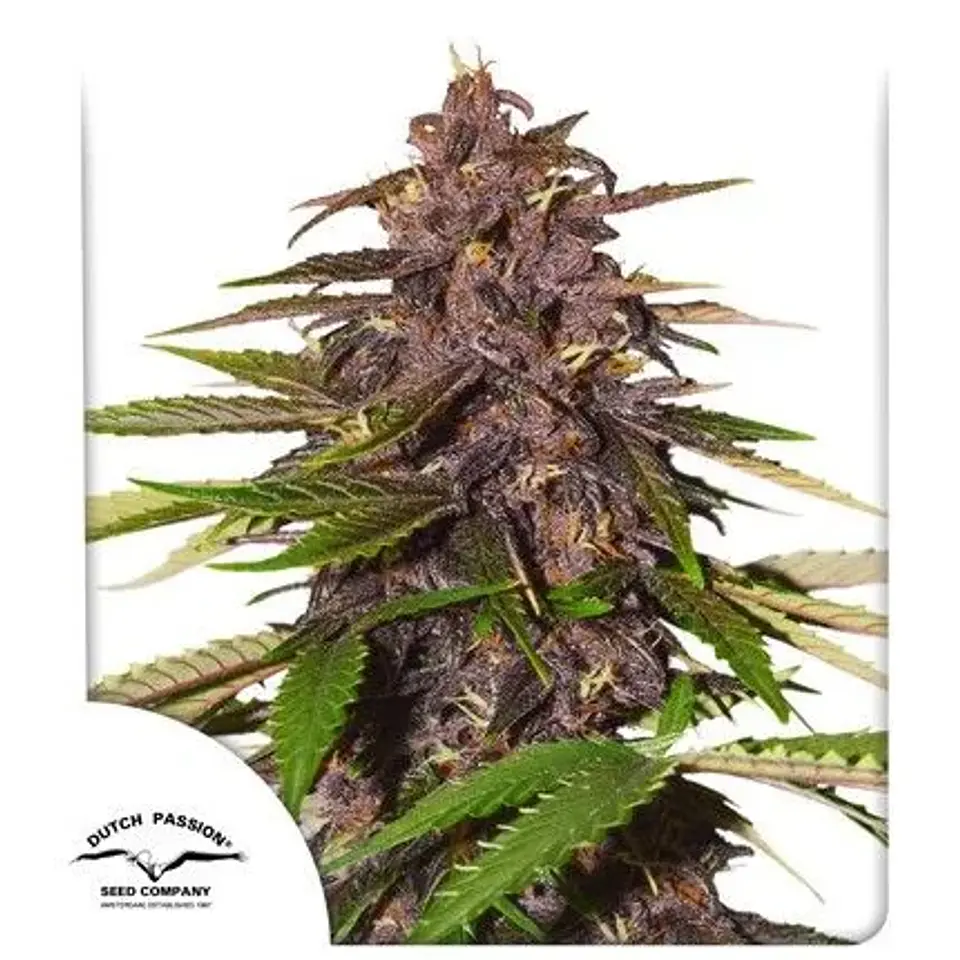 Forbidden Cherry Auto - Dutch Passion X3+1 2