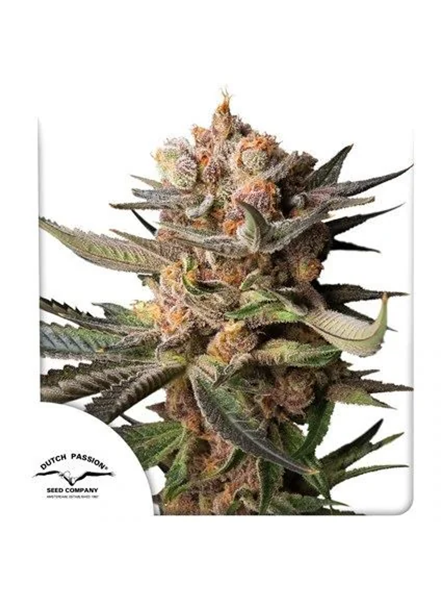 Frozen Biscotti Auto -Dutch Passion (X3/X3+1) 1