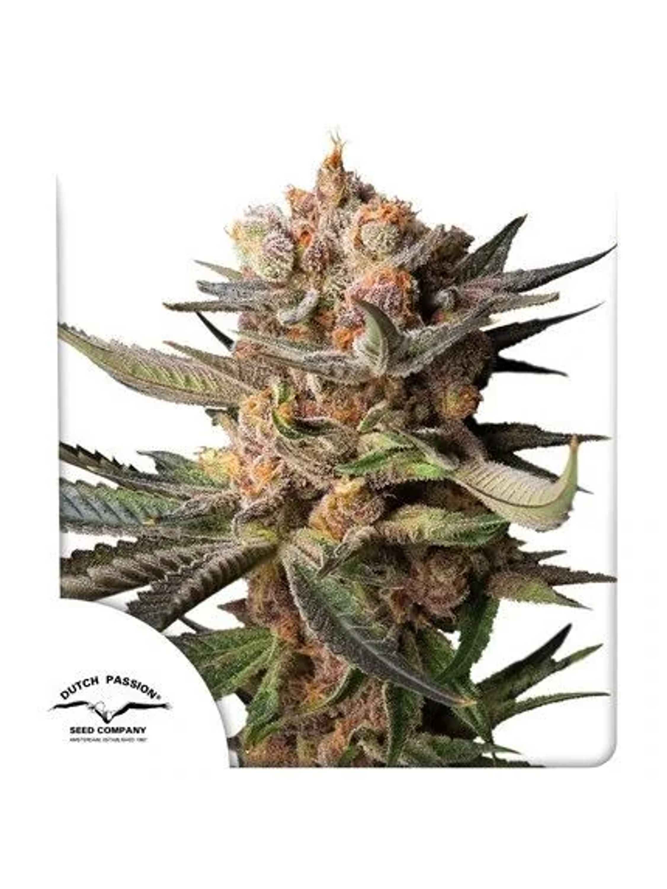 Frozen Biscotti Auto -Dutch Passion (X3/X3+1) 1