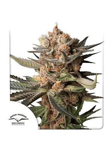 FROZEN BISCOTTI AUTO X3-DUTCH PASSION 1