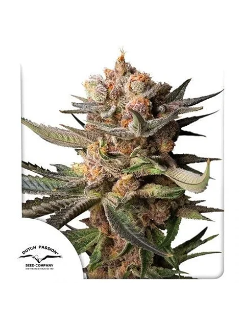 Frozen Biscotti Auto -Dutch Passion X3+1 2