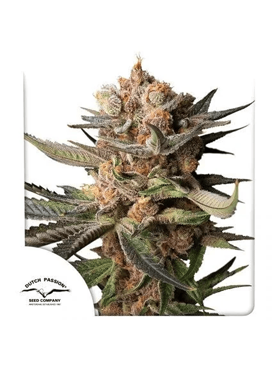 FROZEN BISCOTTI AUTO X3-DUTCH PASSION 1