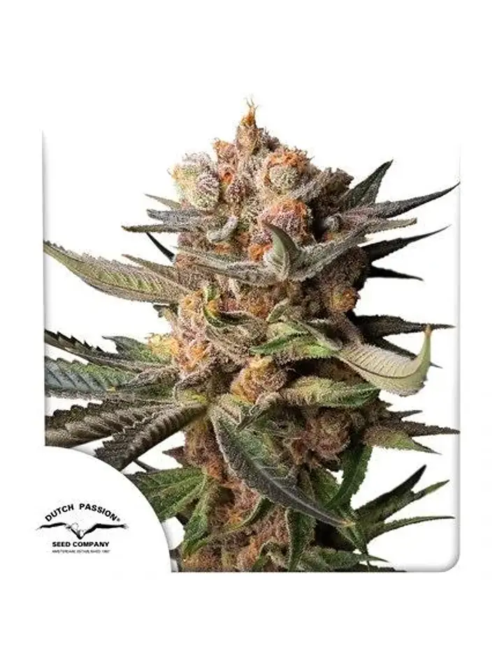 Frozen Biscotti Auto -Dutch Passion X3+1 2