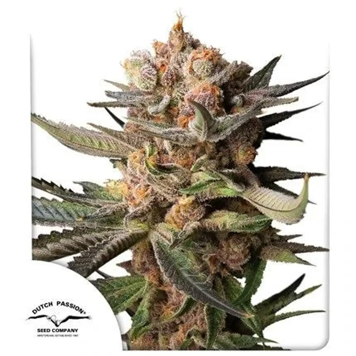 Frozen Biscotti Auto -Dutch Passion X3+1 2