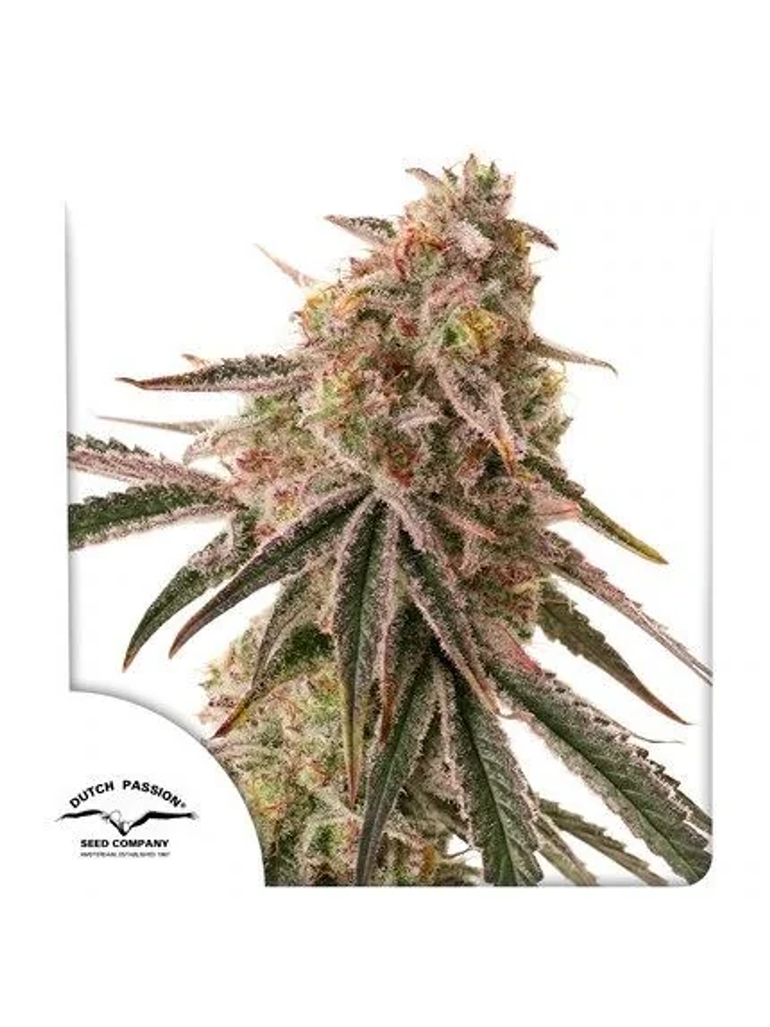 Frozen Biscotti Fem -Dutch Passion (X3/X3+1) 1