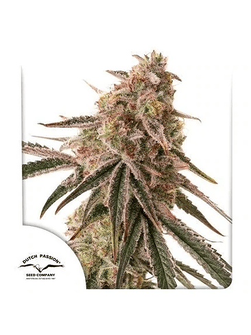 FROZEN BISCOTTI FEM X3-DUTCH PASSION 1