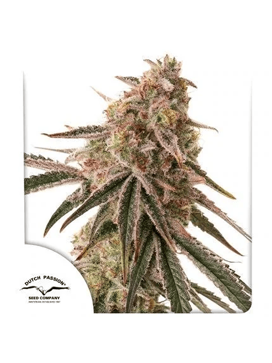 FROZEN BISCOTTI FEM X3-DUTCH PASSION 1