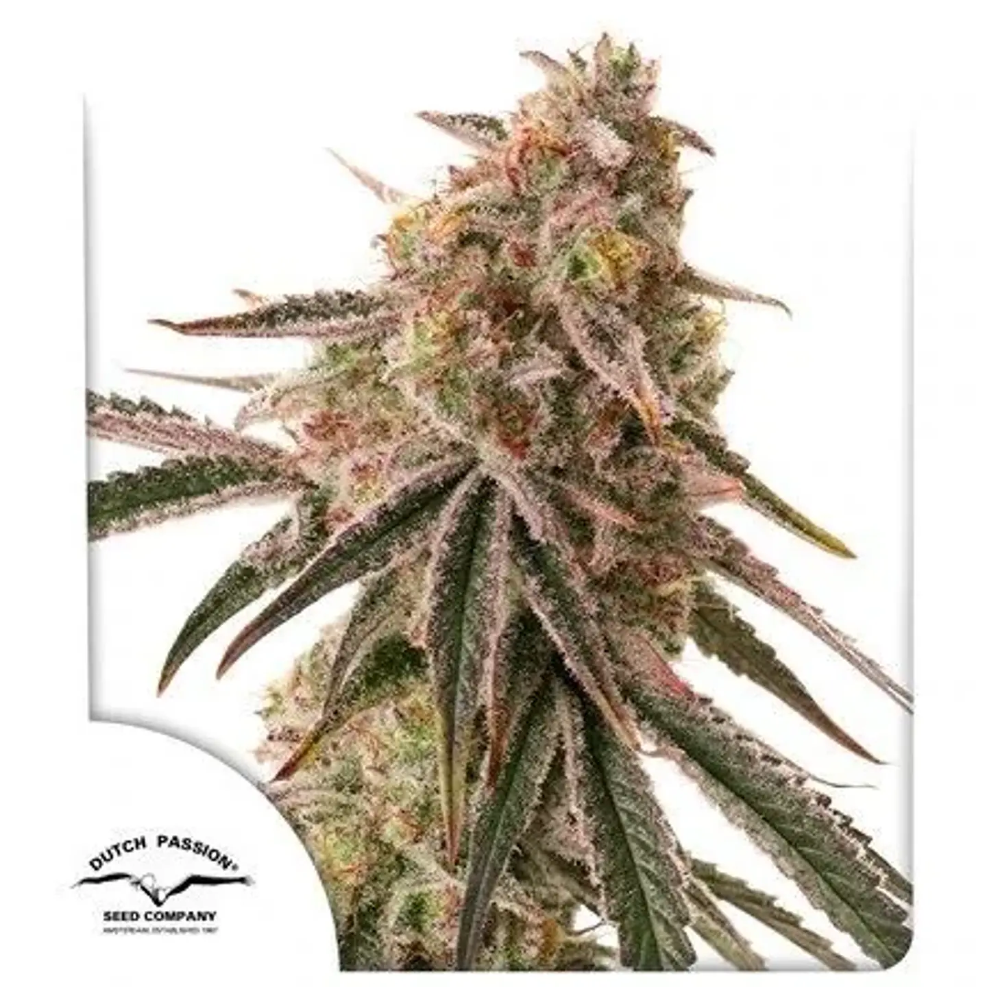 Frozen Biscotti Fem X3+1 -Dutch Passion 2