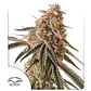 Frozen Biscotti Fem -Dutch Passion X3+1 - Miniatura 2