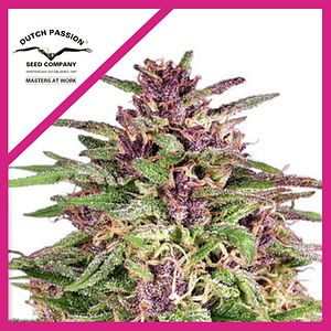 Frisian Dew Fem X3-Dutch Passion