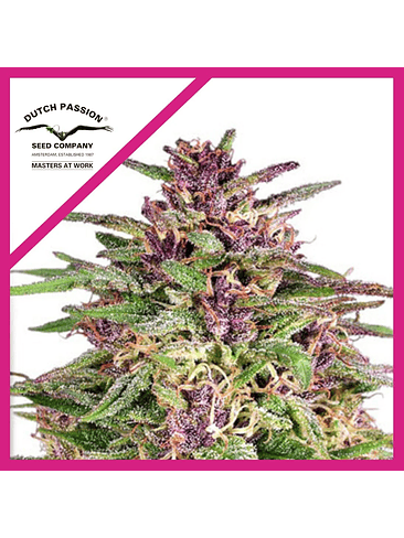 FRISIAN DEW FEM X3-DUTCH PASSION 1