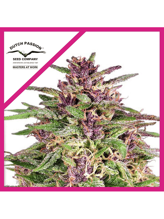 FRISIAN DEW FEM X3-DUTCH PASSION 1