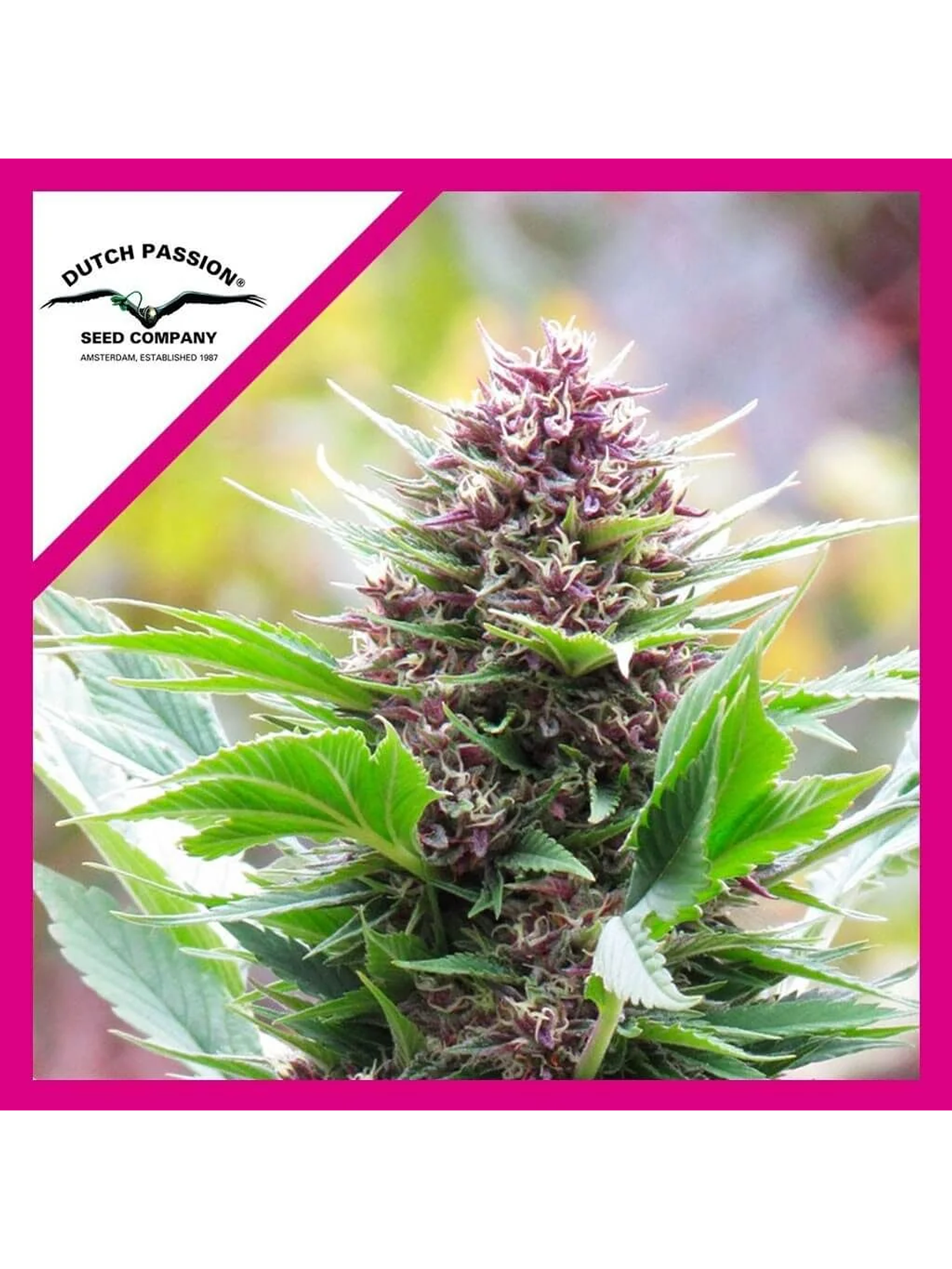 Frisian Duck Fem -Dutch Passion (X3/X3+1) 1