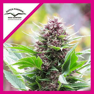 FRISIAN DUCK  FEM X3-DUTCH PASSION