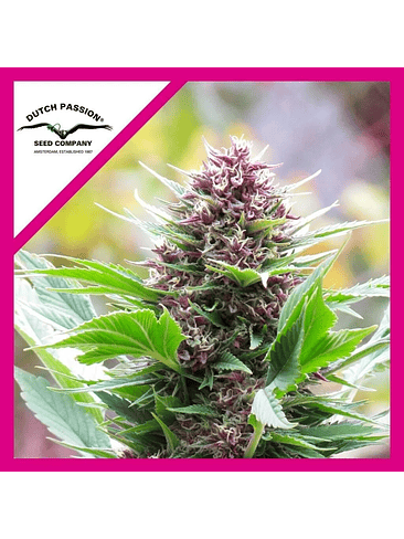 FRISIAN DUCK  FEM X3-DUTCH PASSION 1