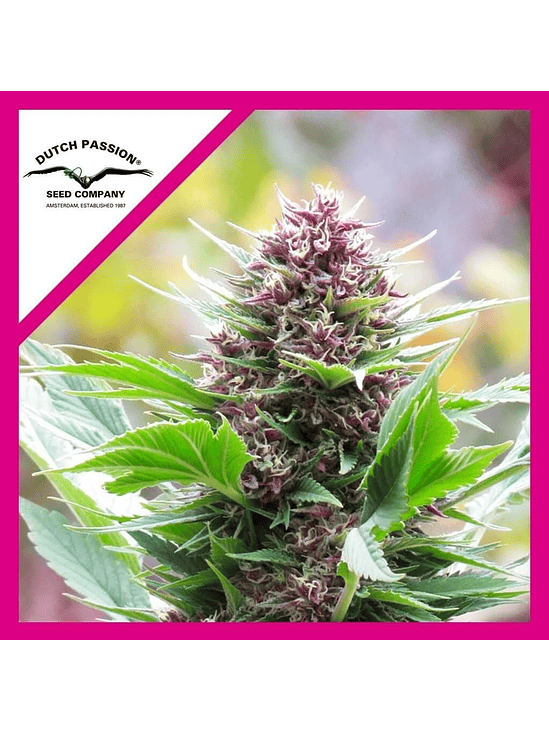 FRISIAN DUCK  FEM X3-DUTCH PASSION 1