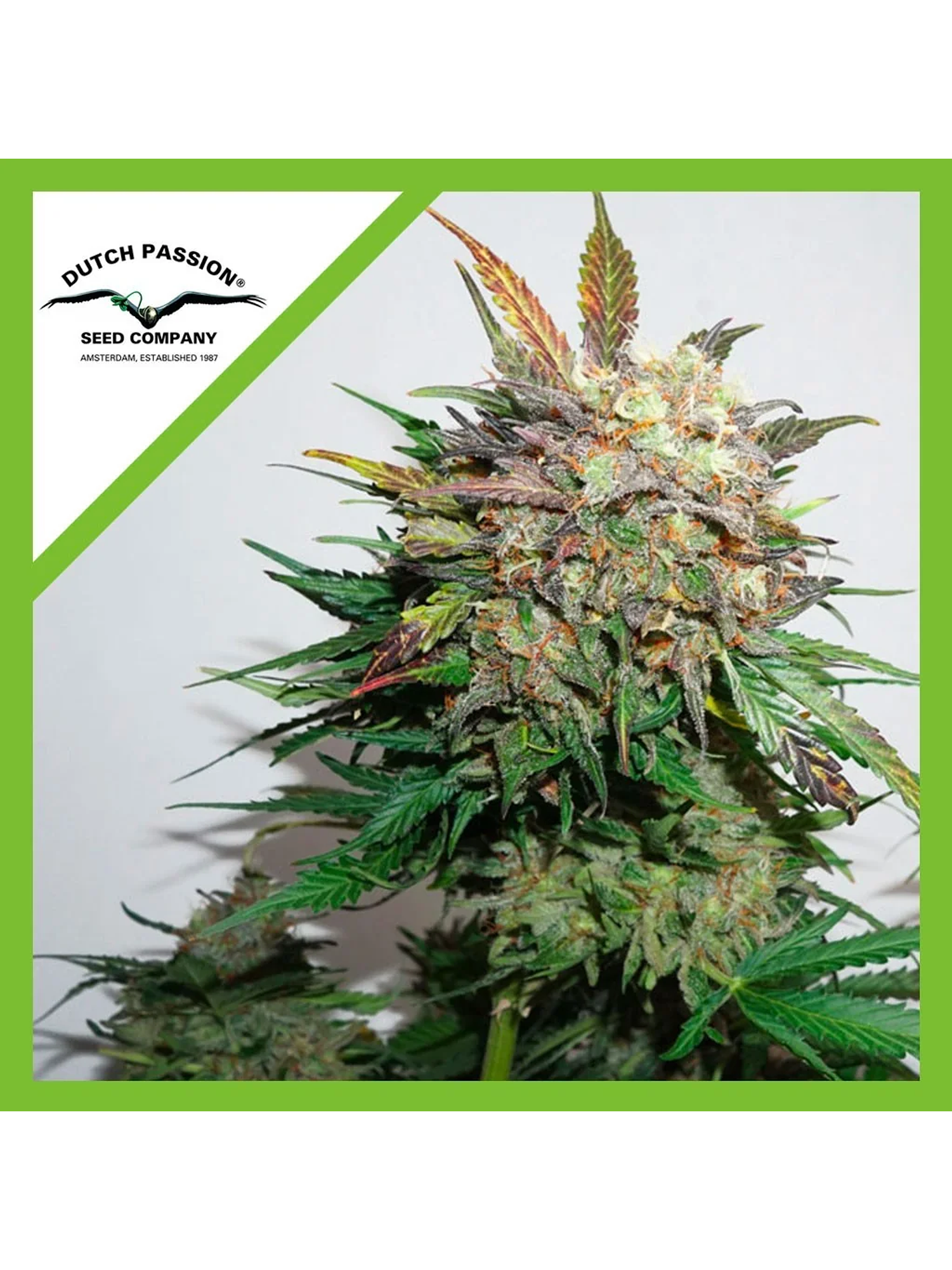 Glueberry Og Auto -Dutch Passion (X3/X3+1) 1