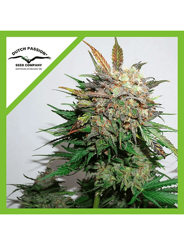 GLUEBERRY OG  AUTO X3-DUTCH PASSION 1