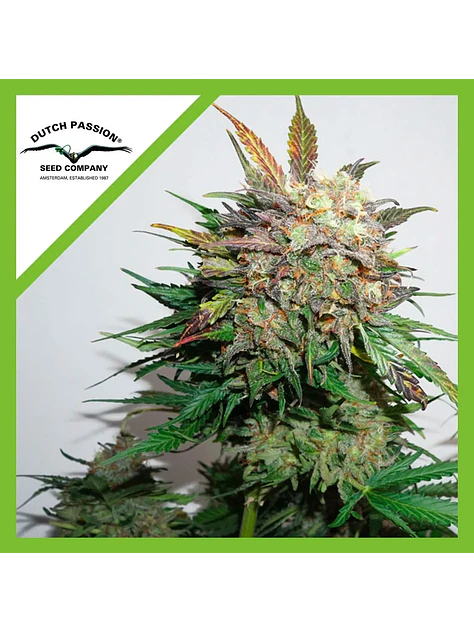Glueberry Og Auto -Dutch Passion X3+1 1