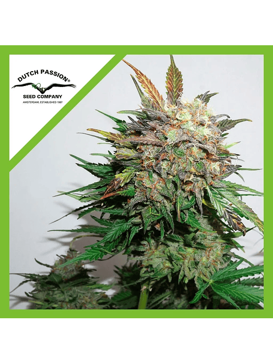 GLUEBERRY OG  AUTO X3-DUTCH PASSION 1