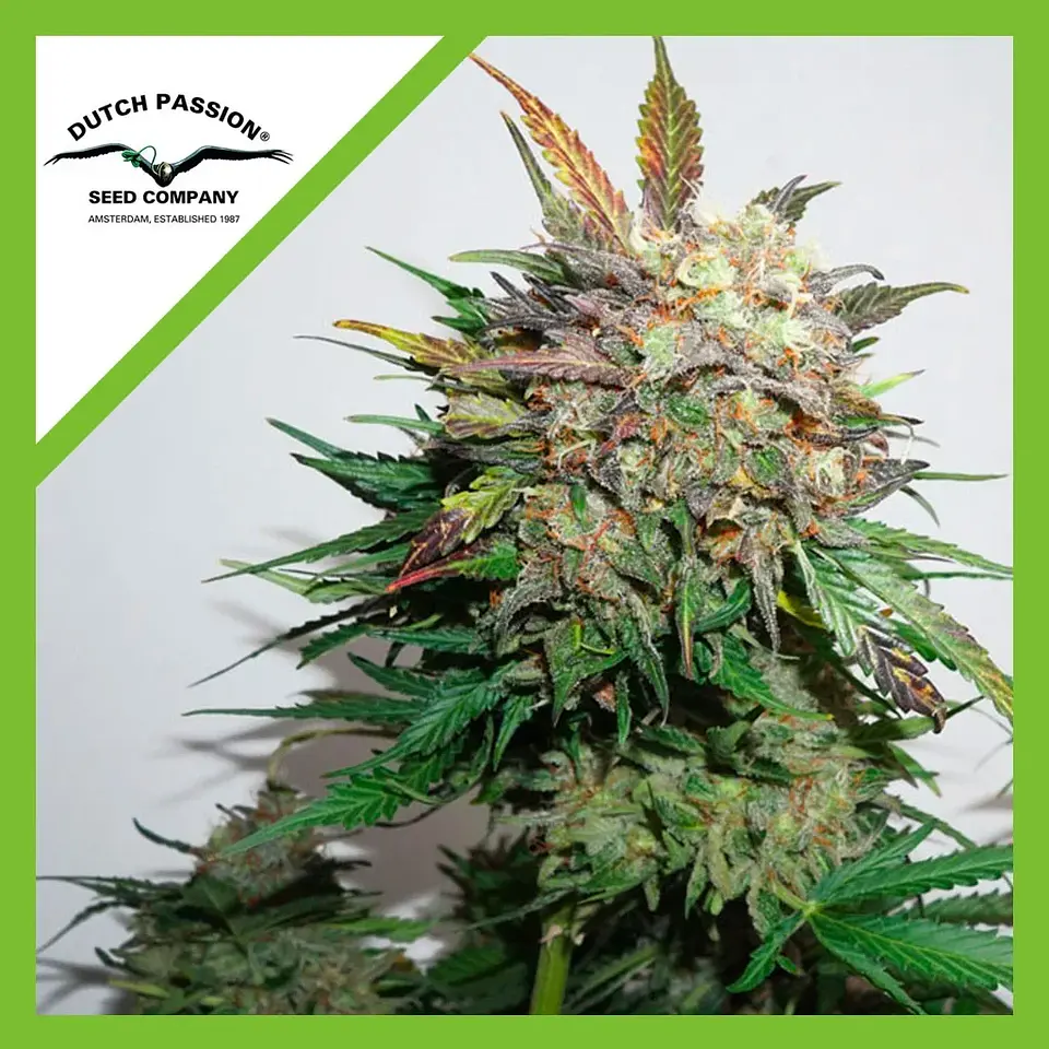Glueberry Og Auto -Dutch Passion X3+1 1