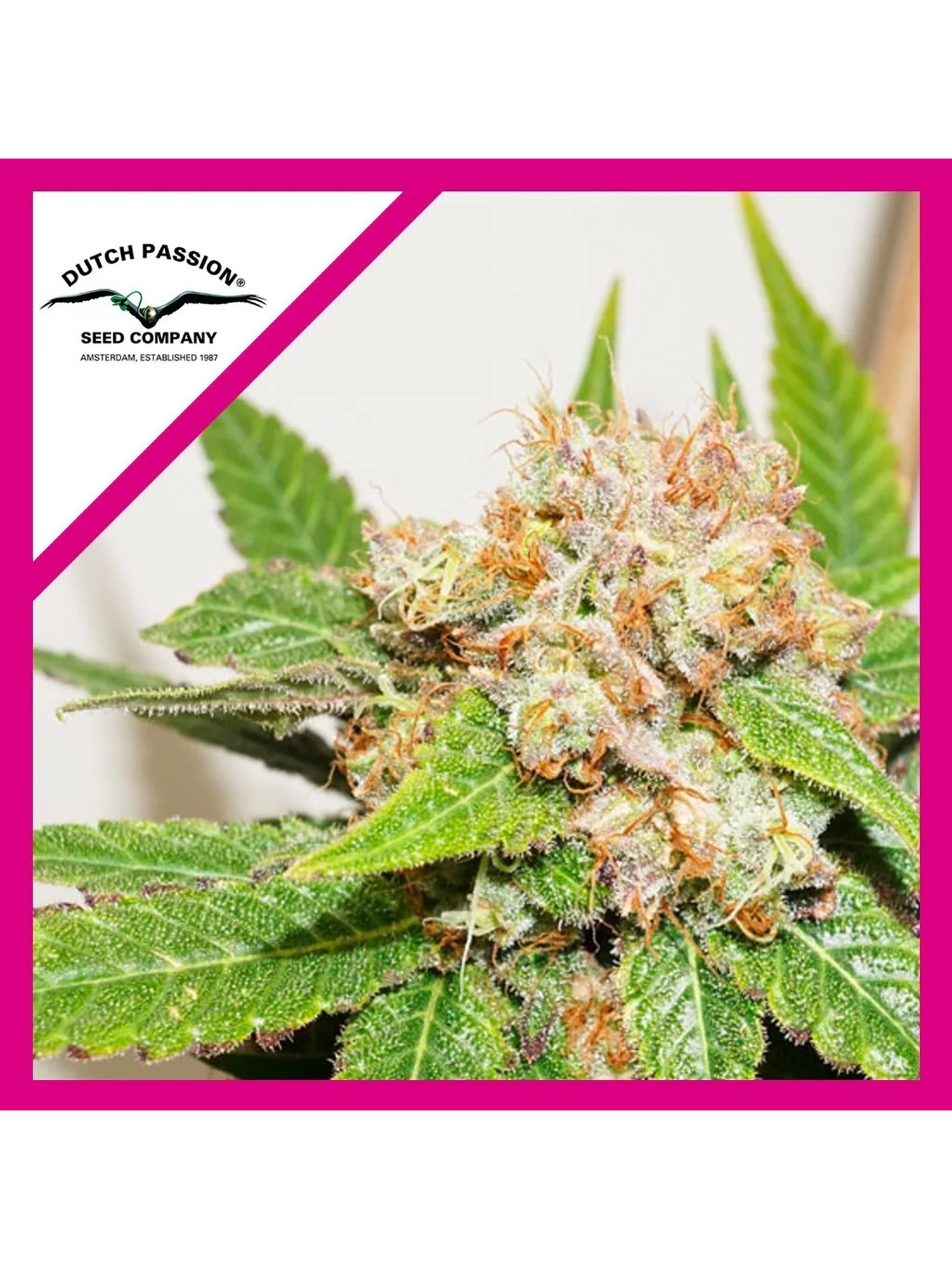 Glueberry Og Fem -Dutch Passion (X3/X3+1) 1