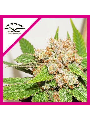 GLUEBERRY OG FEM X3-DUTCH PASSION 1