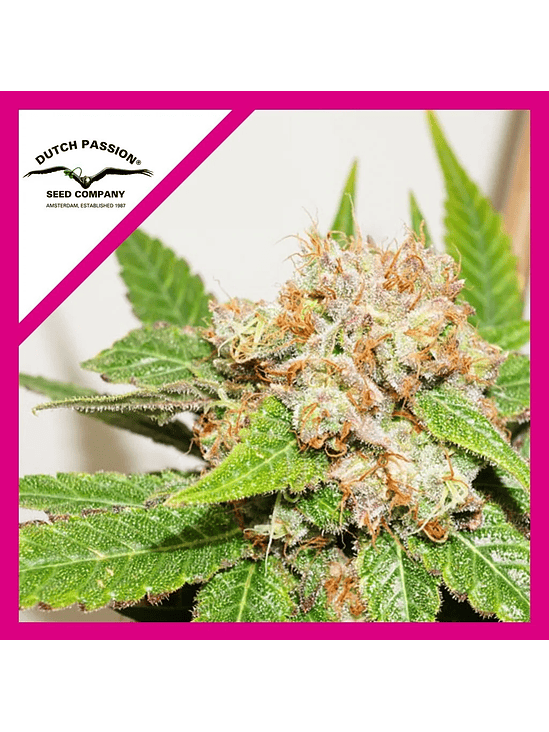 GLUEBERRY OG FEM X3-DUTCH PASSION 1