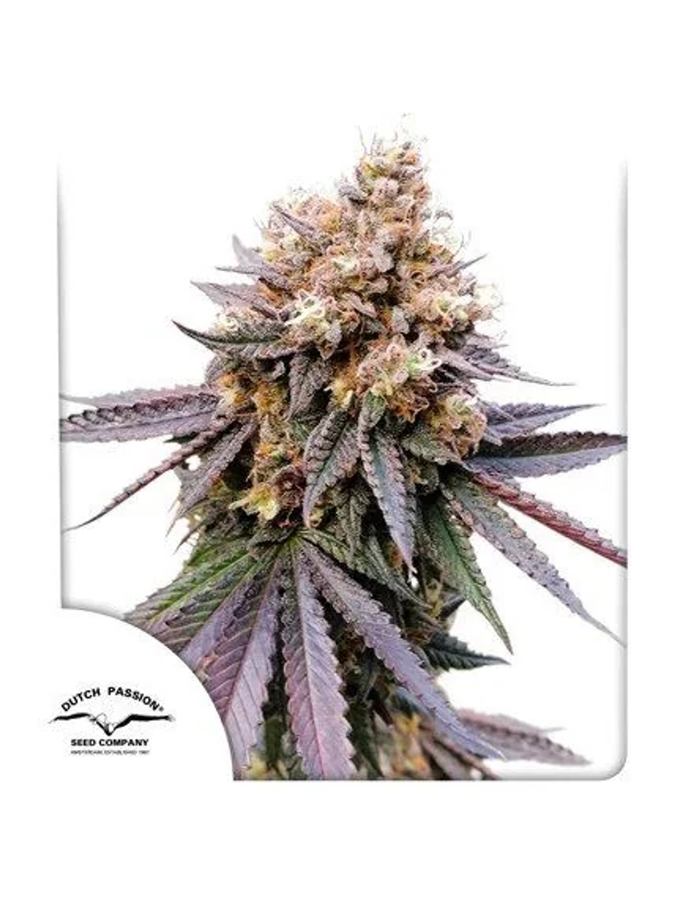 Gmo Fast X3-Dutch Passion 1