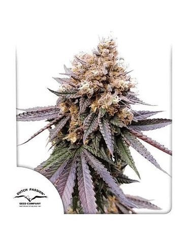 GMO FAST X3-DUTCH PASSION 1