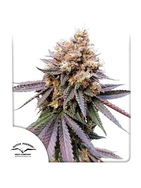 Gmo Fast X3-Dutch Passion 1