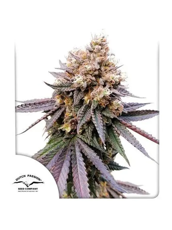Gmo Fast X3-Dutch Passion 1